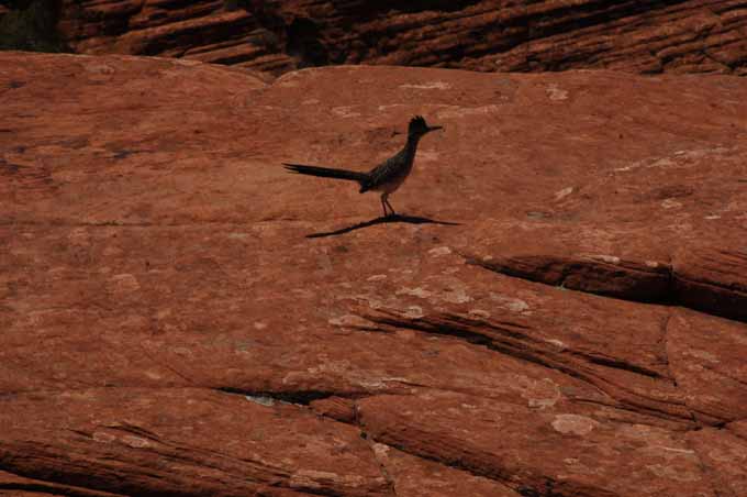 a roadrunner among the dunes